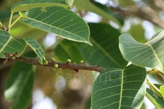 Ficus tsjakela